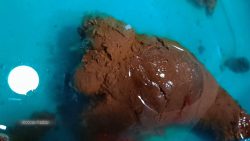 Goddess Panther – Constipated Monster Shit 00003 Goddess Panther – Constipated Monster Shit 00003