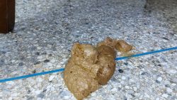 LOVE SCAT CATX – DIR67567567567TY FUCHSIA EXTREMO 00001