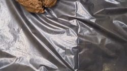 Pooping on his75464756756454647 face picture 00001