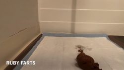 Ruby shits on the floor twice 00000