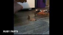 Ruby shits on the floor twice 00002