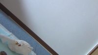 Ayumi Frontal Pooping 00005