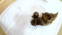Yume Kitchen Poop 00004