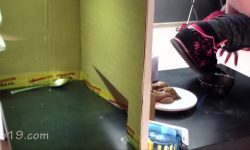 MilanaSmelly - Toilet Slave Eating 2 Shit Sitting 00004 MilanaSmelly - Toilet Slave Eating 2 Shit Sitting 00004