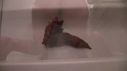 Pooping 65465465464564563 times POV Episode 4 00001 Pooping 65465465464564563 times POV Episode 4 00001